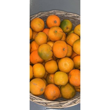 Marmalade Oranges (per kilo)